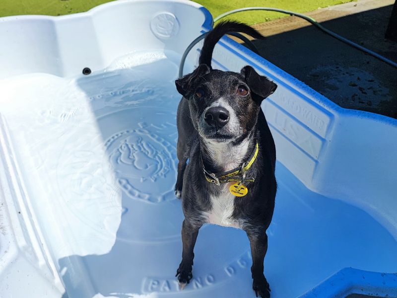 Jack Russell Terrier for adoption in Shoreham by Sea, West Sussex – 9 years old