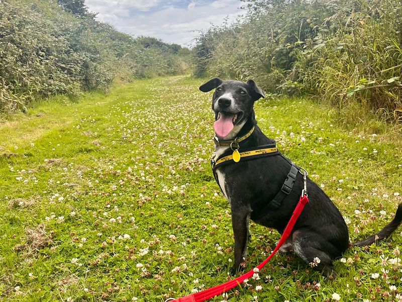 Jack Russell Terrier for adoption in Shoreham by Sea, West Sussex – 10 years old - Image 8 of 10