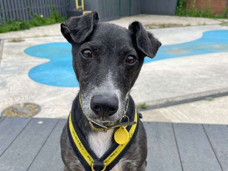 Jack Russell Terrier for adoption in Shoreham by Sea, West Sussex – 10 years old - Image 10 of 10