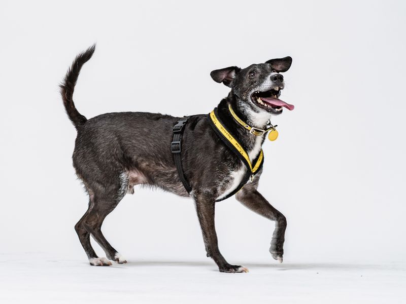 undefined | Terrier (Patterdale) Cross | undefined - 2