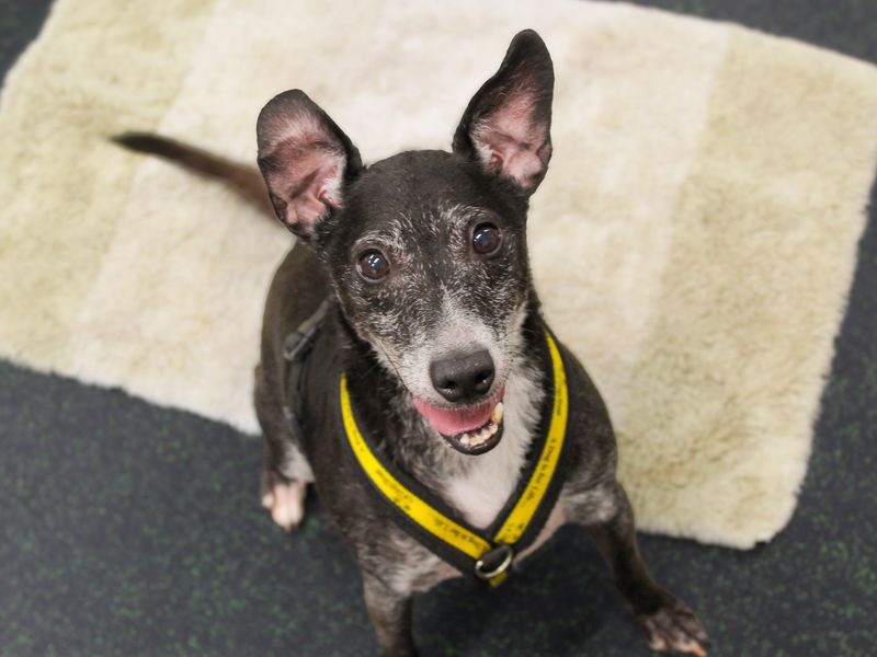 Peppy | Terrier (Patterdale) Cross | Shoreham (Sussex) - 5
