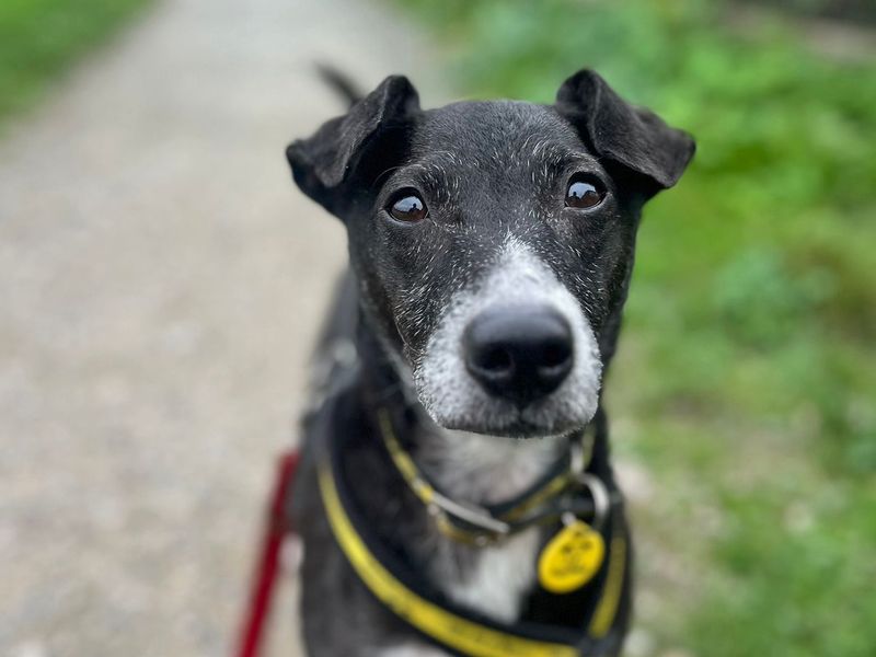 Peppy | Terrier (Patterdale) Cross | Shoreham (Sussex) - 7