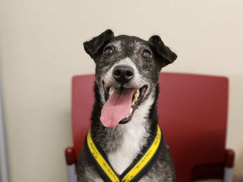 Peppy | Terrier (Patterdale) Cross | Shoreham (Sussex) - 6