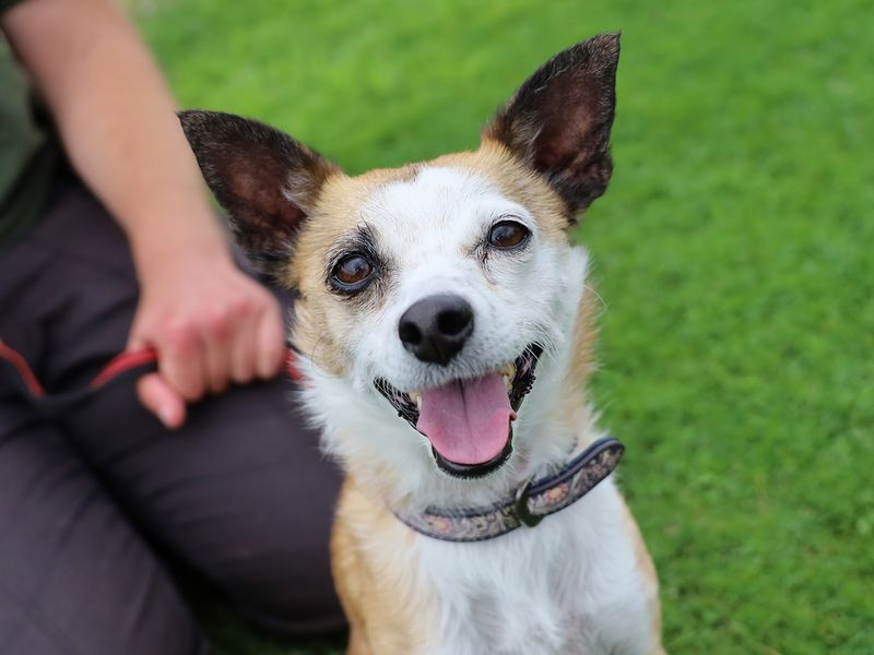 Jack Russell for adoption in Leeds, Yorkshire – 5 years old - Image 5 of 6