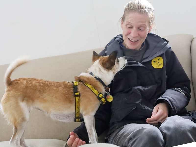 Jack Russell for adoption in Leeds, Yorkshire – 5 years old