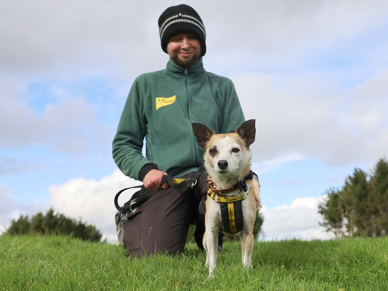 Jack Russell for adoption in Leeds, Yorkshire – 5 years old - Image 2 of 6