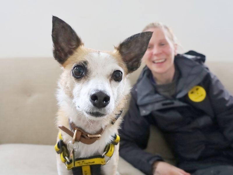 Jack Russell for adoption in Leeds, Yorkshire – 5 years old - Image 4 of 6