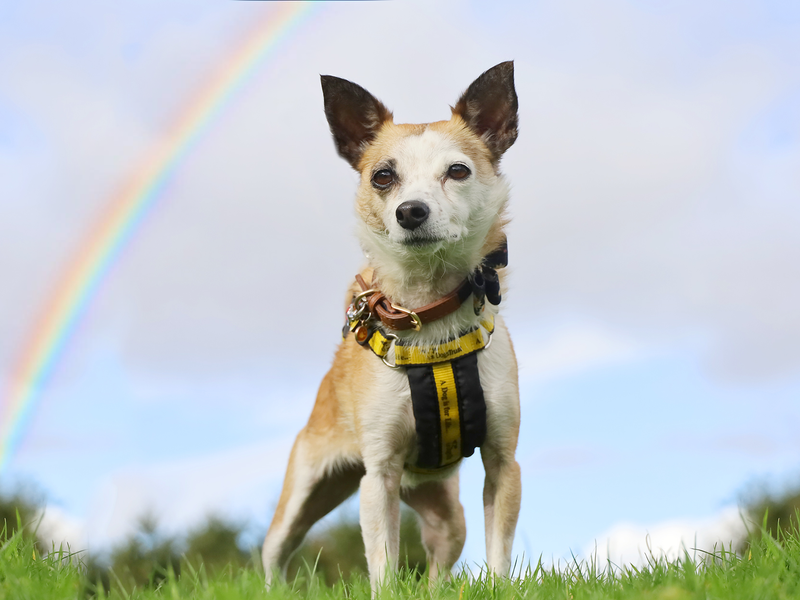 Jack Russell for adoption in Leeds, Yorkshire – 5 years old - Image 6 of 6