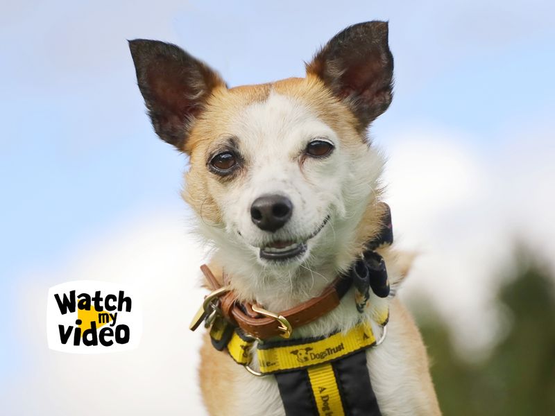 Jack Russell for adoption in Leeds, Yorkshire – 5 years old - Image 3 of 6