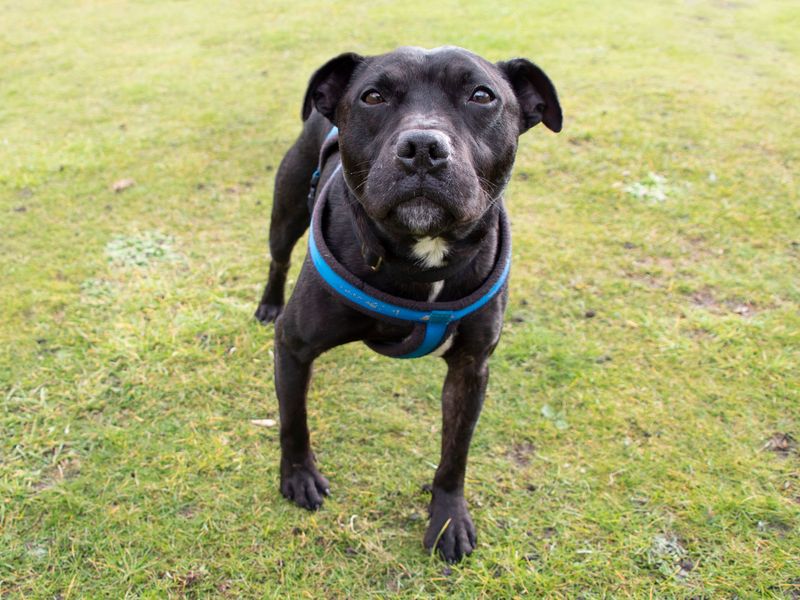 Staffordshire Bull Terrier for adoption in Manchester, Greater Manchester – 9 years old - Image 3 of 5