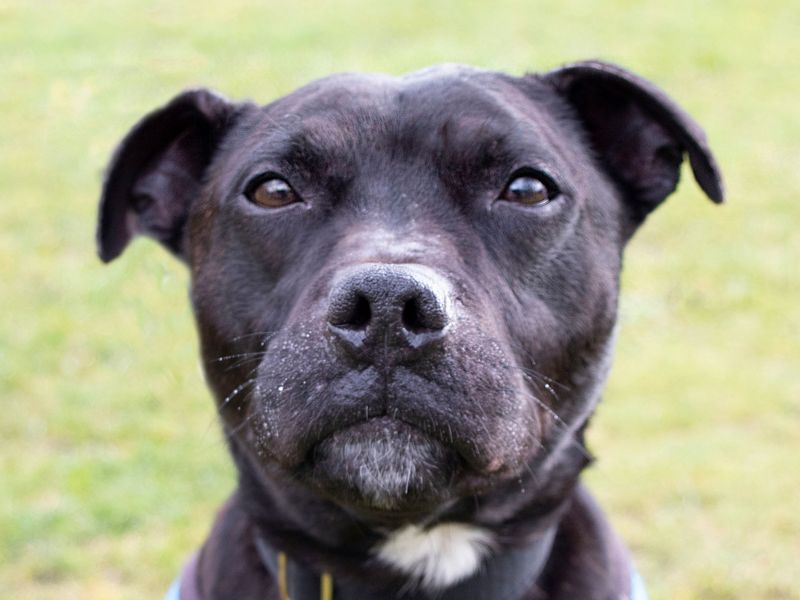 Staffordshire Bull Terrier for adoption in Manchester, Greater Manchester – 9 years old - Image 1 of 5