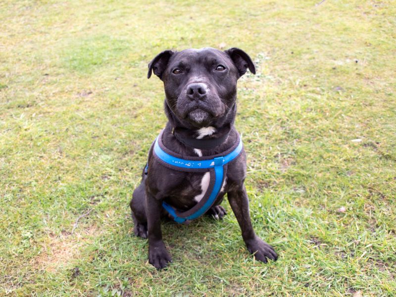 Staffordshire Bull Terrier for adoption in Manchester, Greater Manchester – 9 years old - Image 4 of 5