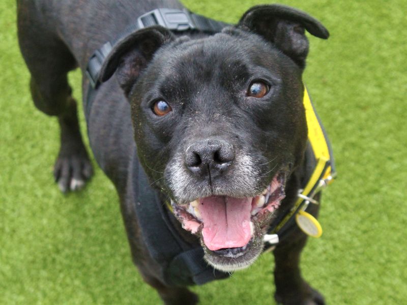 Staffordshire Bull Terrier for adoption in Manchester, Greater Manchester – 9 years old - Image 2 of 5