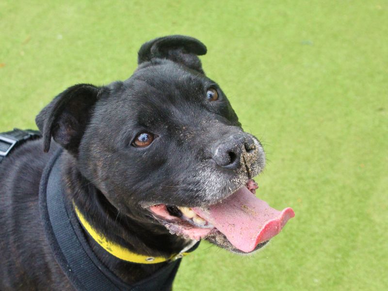 Staffordshire Bull Terrier for adoption in Manchester, Greater Manchester – 9 years old - Image 5 of 5