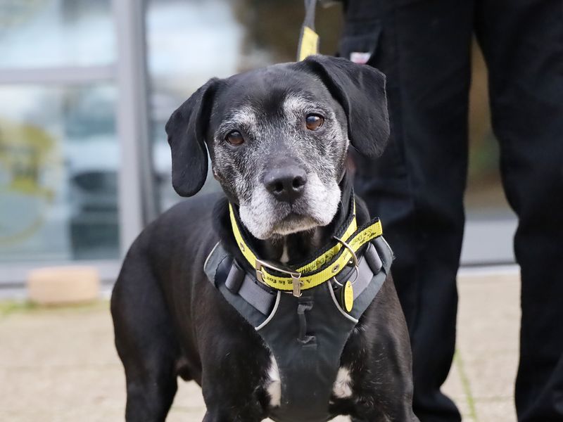 Staffordshire Bull Terrier for adoption in Leeds, Yorkshire – 14 years old - Image 2 of 3