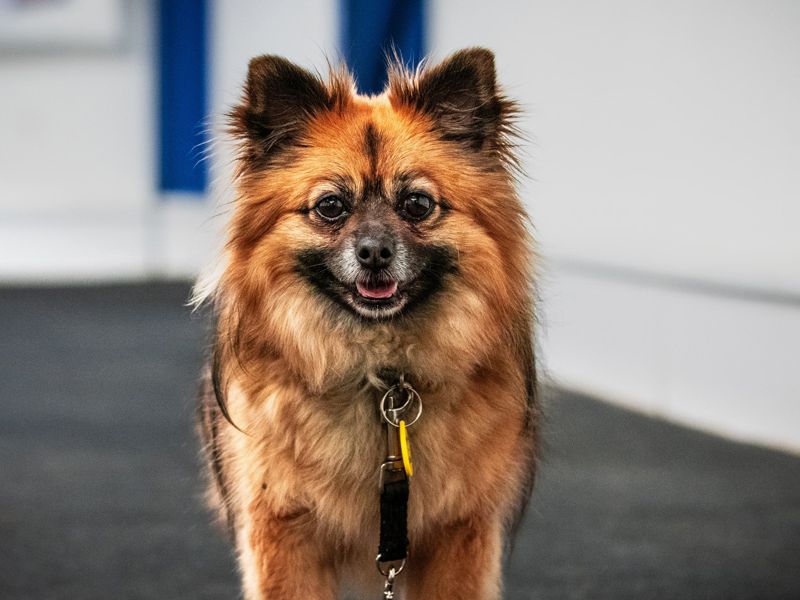 Luka for sale in Liverpool - Image 1
