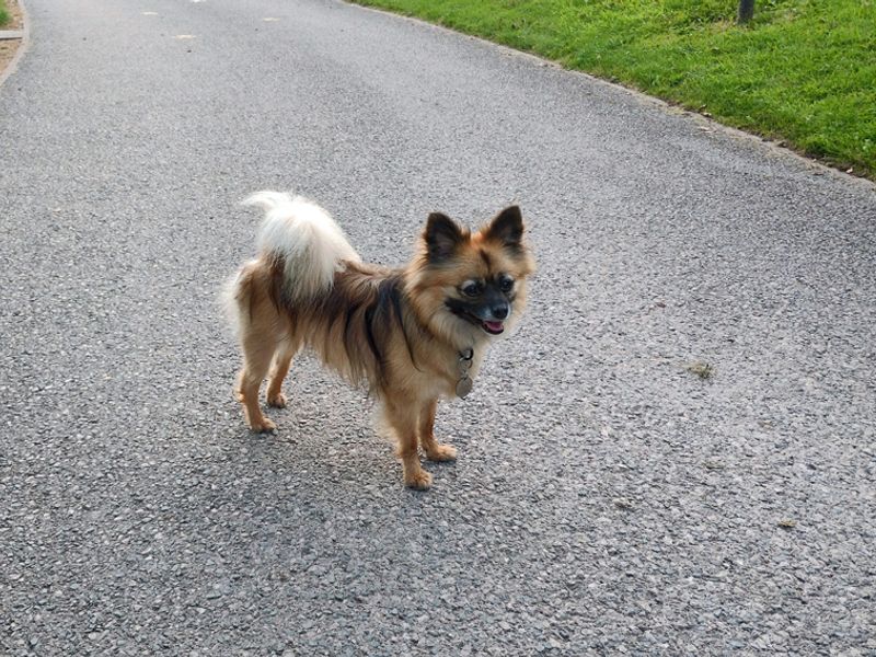 Pomeranian for adoption in Liverpool, Merseyside – 5 years old - Image 5 of 5
