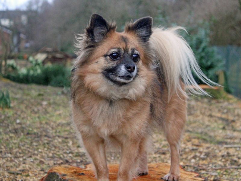 Pomeranian for adoption in Liverpool, Merseyside – 5 years old - Image 3 of 5