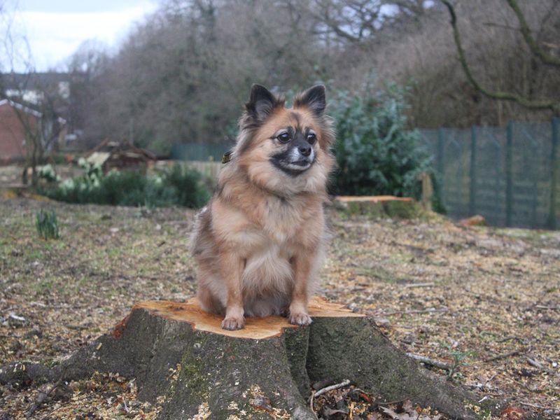 Luka for sale in Liverpool, Merseyside - Image 2