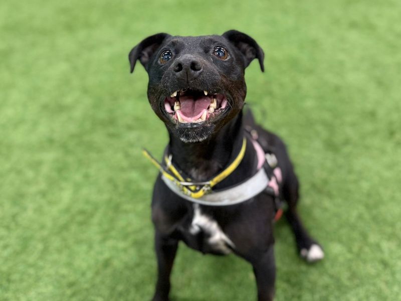 Belle | Terrier (Patterdale) | Merseyside (Liverpool) - 2