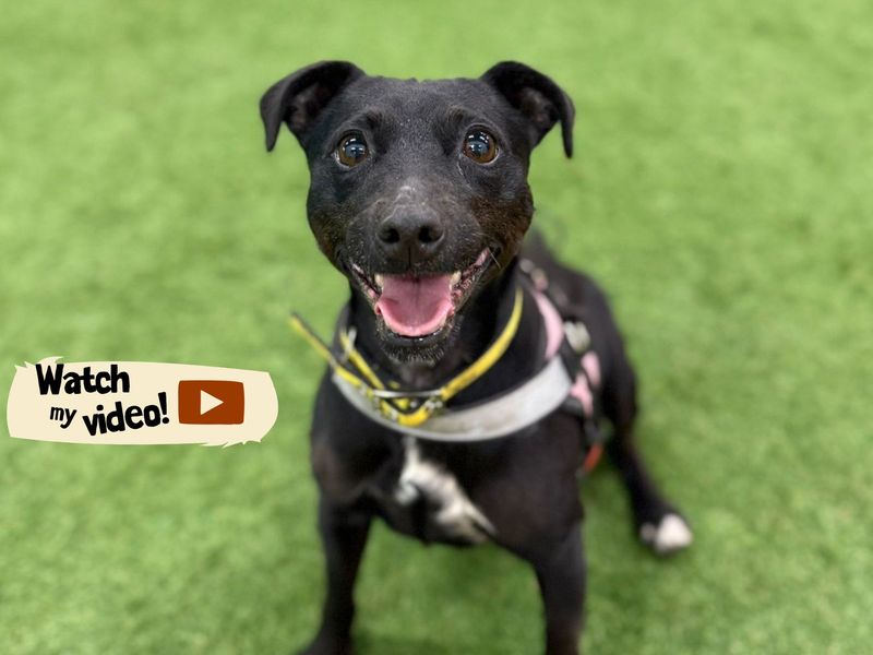 Belle | Terrier (Patterdale) | Merseyside (Liverpool) - 1
