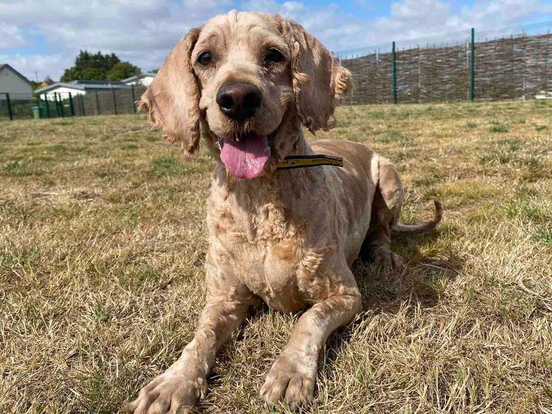 Poodle puppies for sale in Evesham – 6 years old