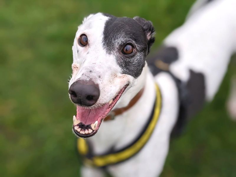 undefined | Greyhound | undefined - 4