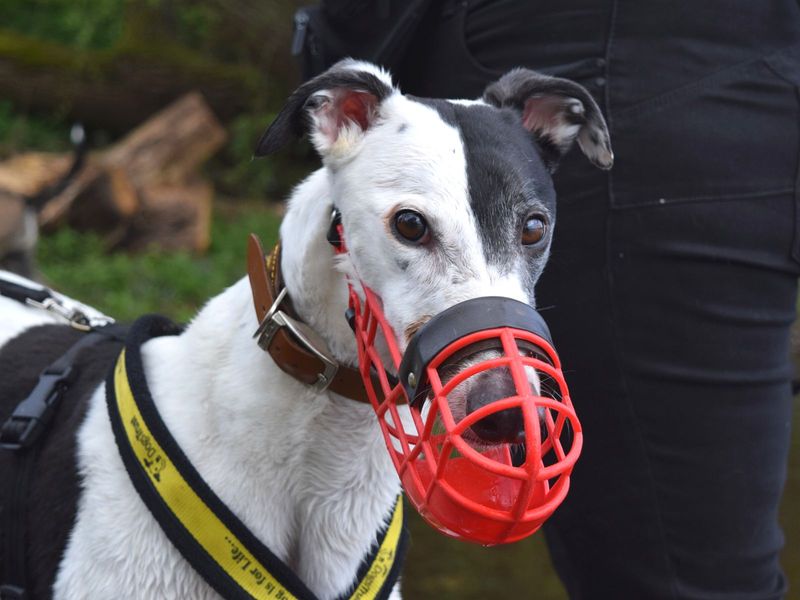 undefined | Greyhound | undefined - 5