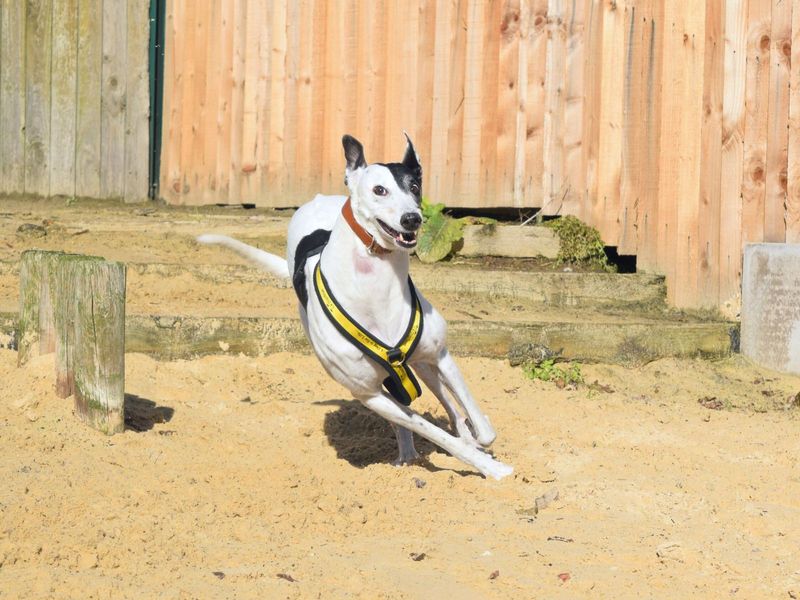 undefined | Greyhound | undefined - 10