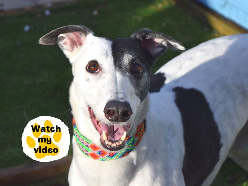 undefined | Greyhound | undefined - 8