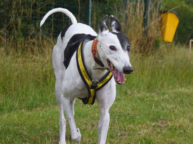 undefined | Greyhound | undefined - 11
