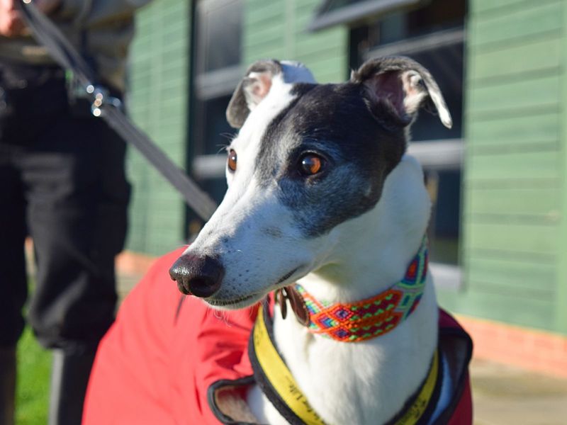 Patch | Greyhound | Harefield West London - 1