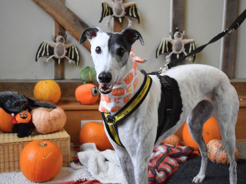 undefined | Greyhound | undefined - 6
