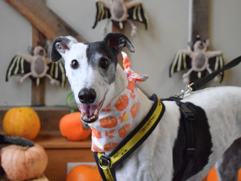 undefined | Greyhound | undefined - 9