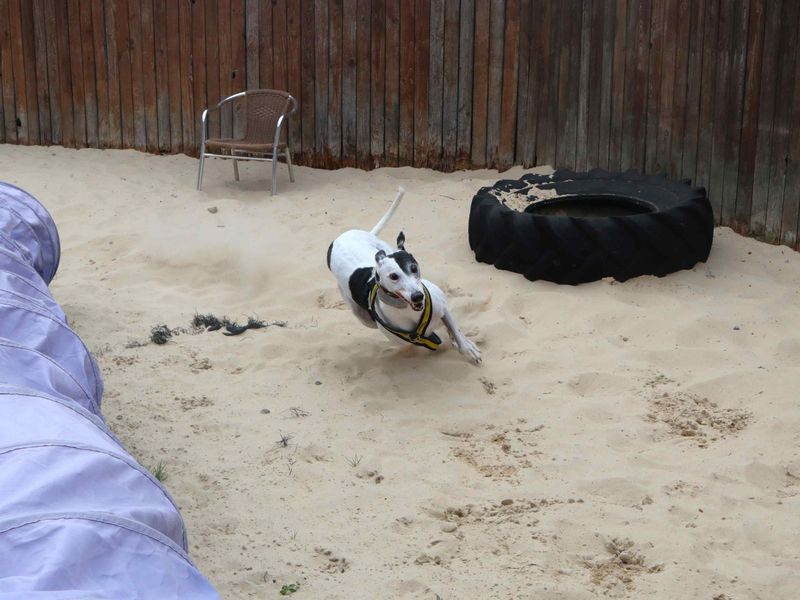 Patch | Greyhound | Harefield West London - 5