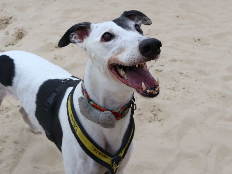 Patch | Greyhound | Harefield West London - 4