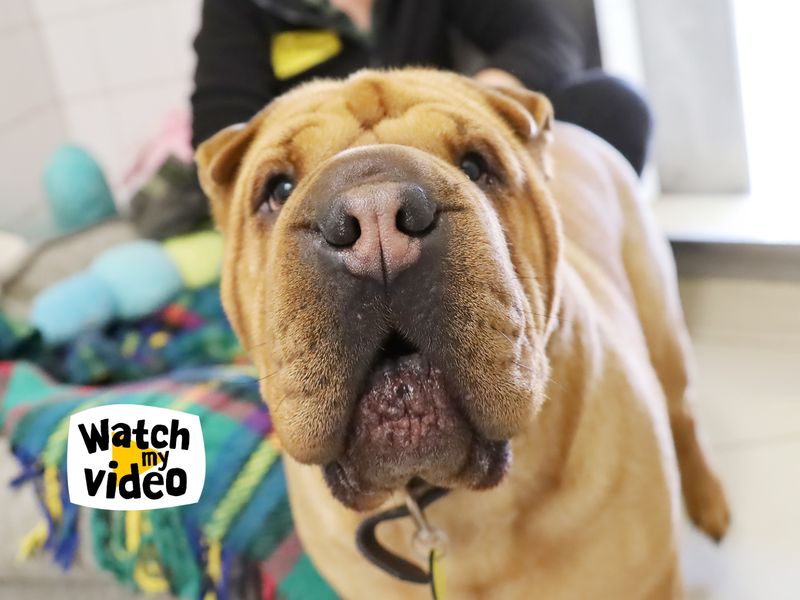 Edie | Shar Pei Cross | Leeds - 1