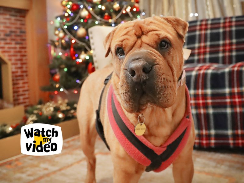 Edie | Shar Pei Cross | Leeds - 1