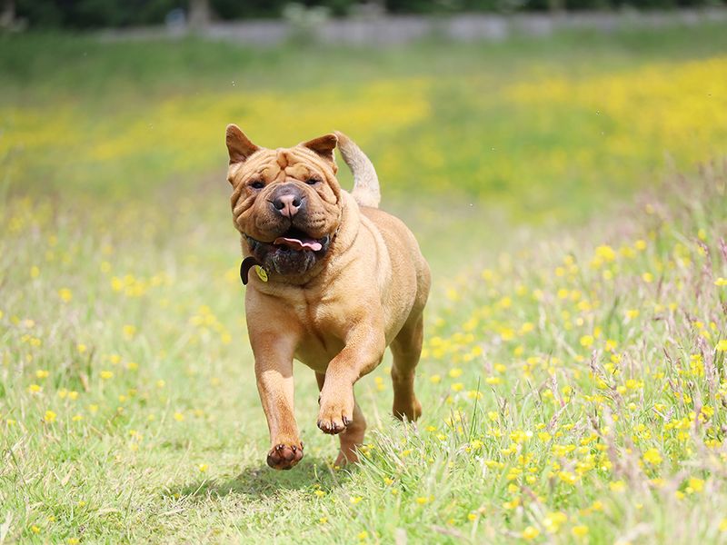 undefined | Shar Pei Cross | undefined - 5