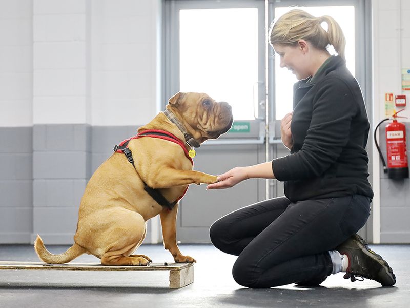 undefined | Shar Pei Cross | undefined - 10