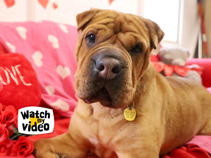 Edie | Shar Pei Cross | Leeds - 1