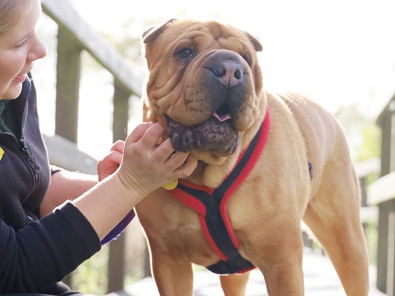 undefined | Shar Pei Cross | undefined - 14