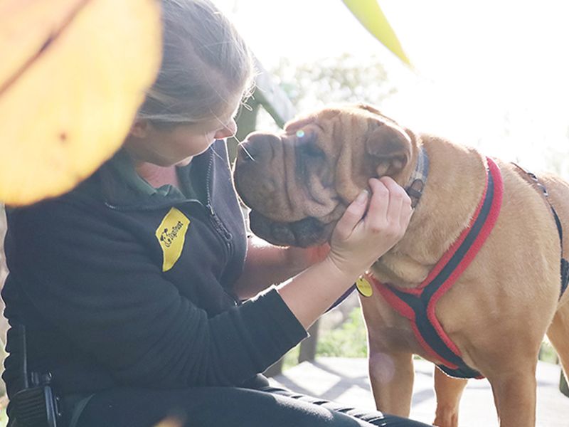 undefined | Shar Pei Cross | undefined - 2