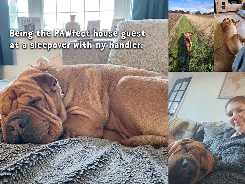 undefined | Shar Pei Cross | undefined - 6