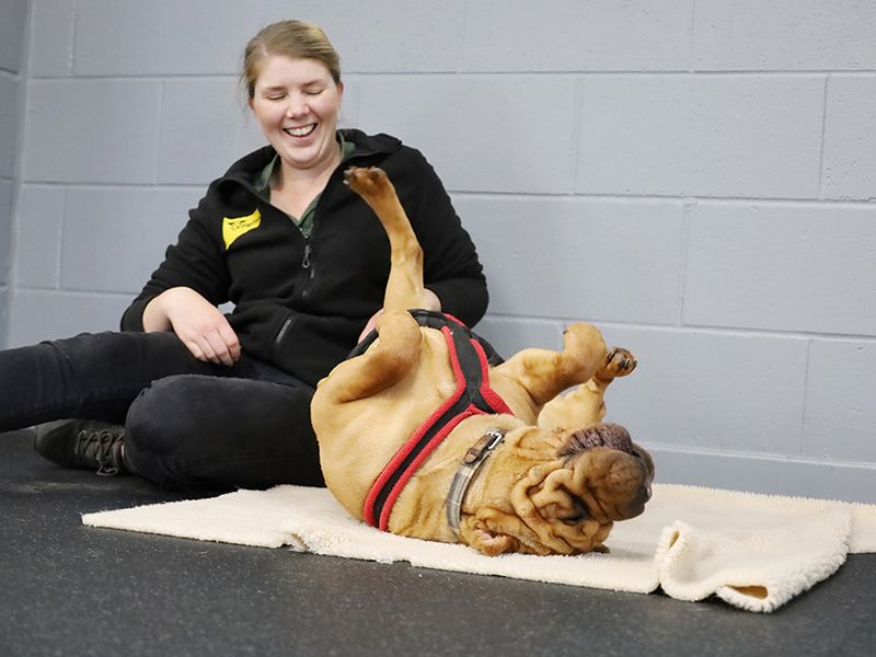 undefined | Shar Pei Cross | undefined - 4