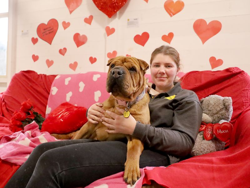 undefined | Shar Pei Cross | undefined - 13