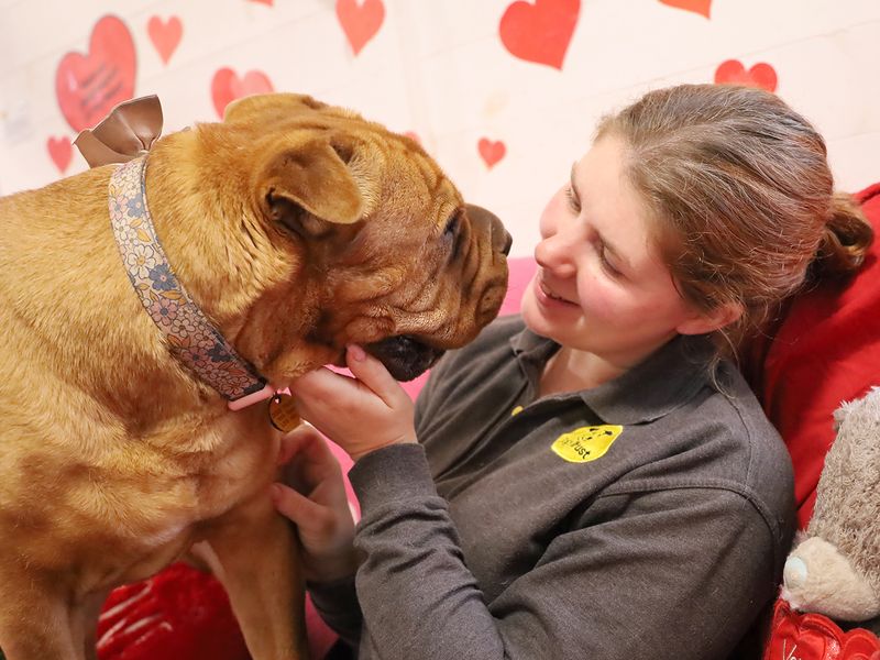 undefined | Shar Pei Cross | undefined - 12
