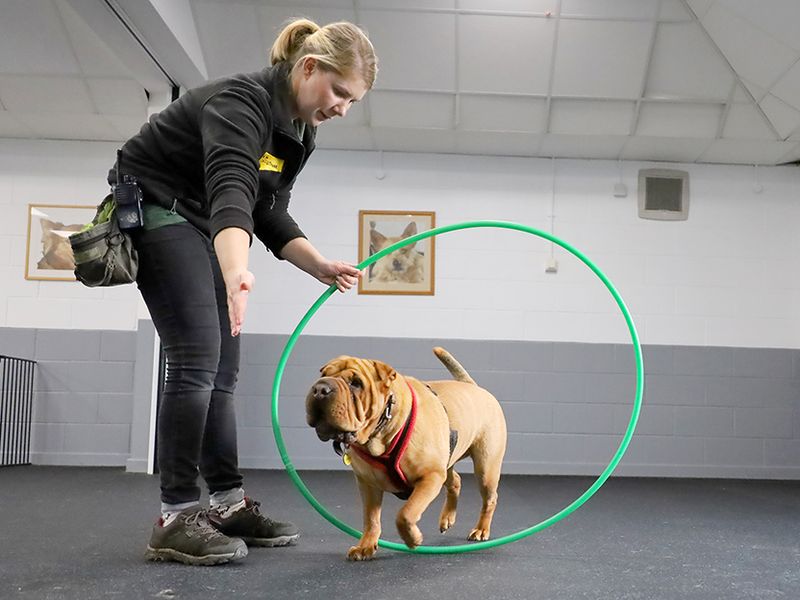 undefined | Shar Pei Cross | undefined - 11