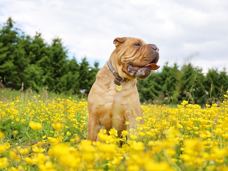undefined | Shar Pei Cross | undefined - 8