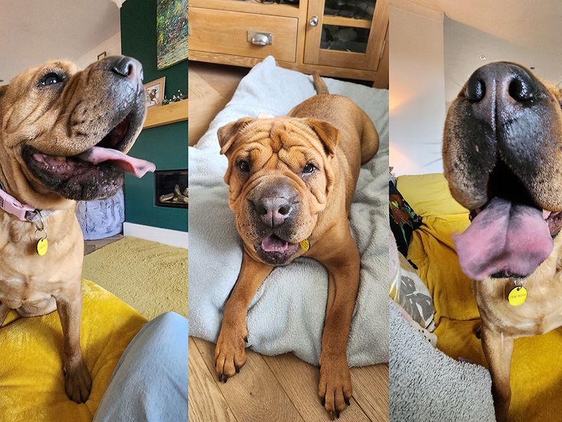 undefined | Shar Pei Cross | undefined - 7
